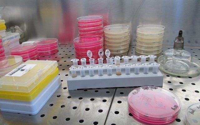 Could Alzheimer’s Be Caused by a Simple Fungus?